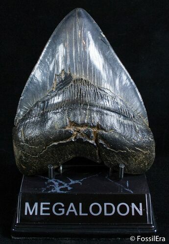 Fat Inch Beaufort, SC Megalodon Tooth #2579
